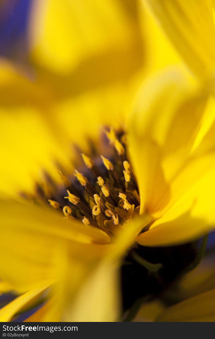 Inside A Yellow Flower