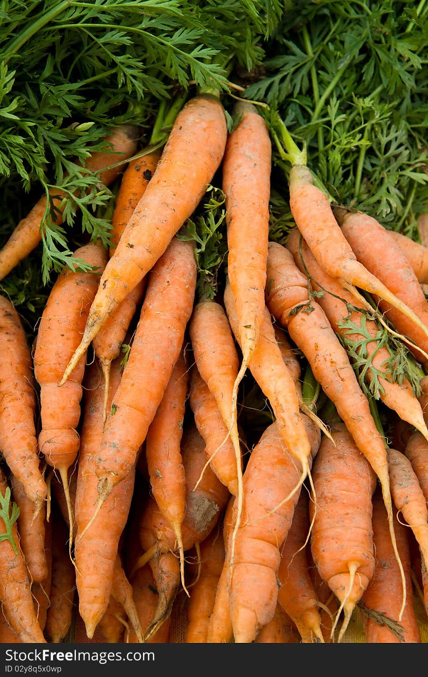 Fresh organic carrots on display at a farmer's market. Fresh organic carrots on display at a farmer's market