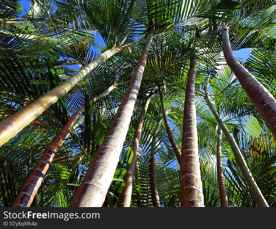 Palm trees and blue sky