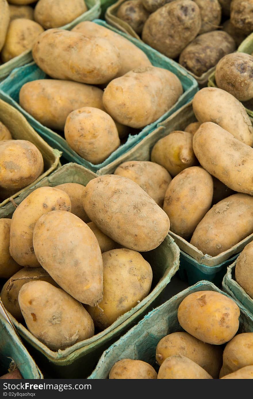 Fresh picked potatoes