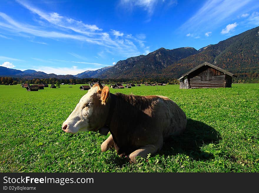 Cow living at a beautiful village at the foof of zugspitze. Cow living at a beautiful village at the foof of zugspitze