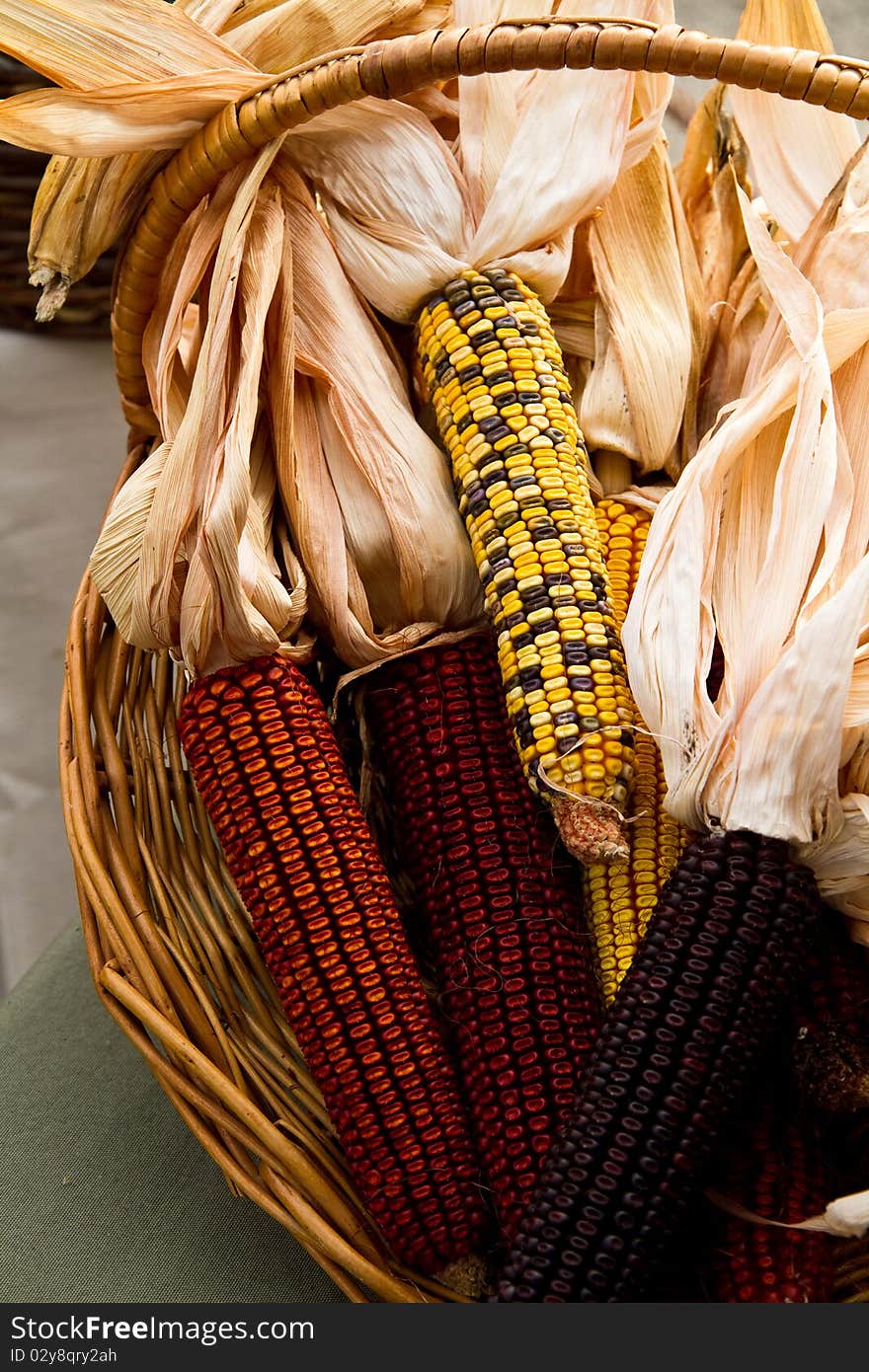 Basket of decorative Indian Corn. Basket of decorative Indian Corn