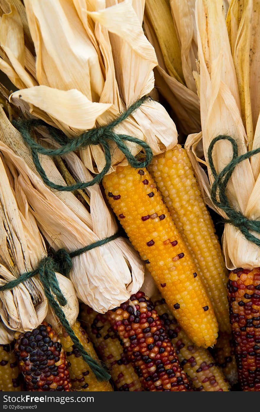 Bunches of decorative Indian Corn tied together by yarn