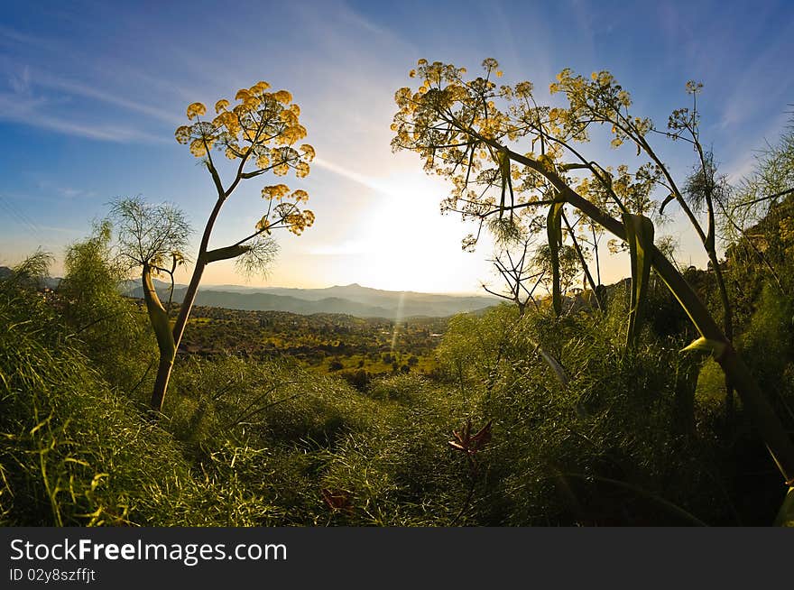 Green Fennel at sunrise, mountains on the background