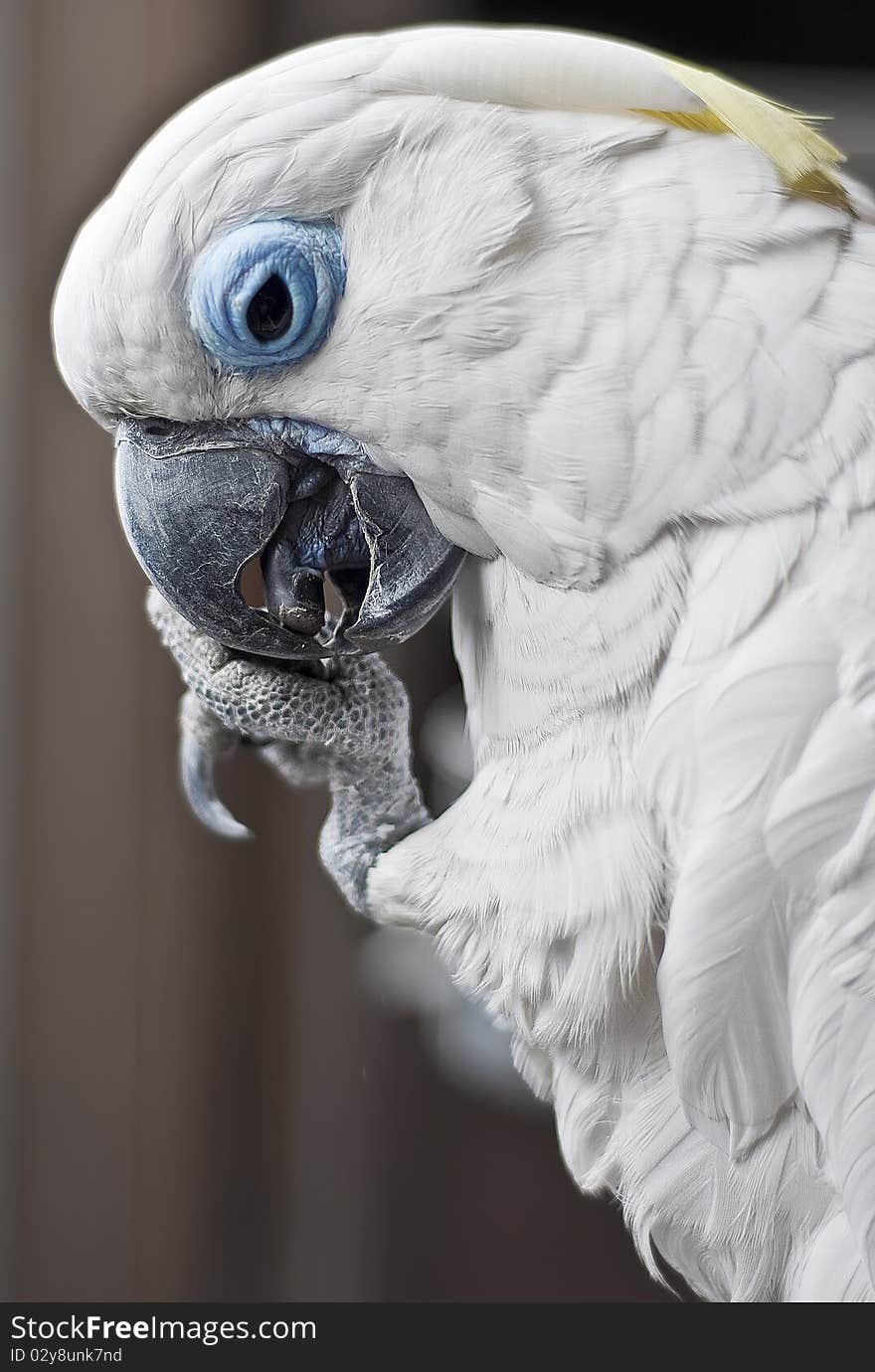 Macaw