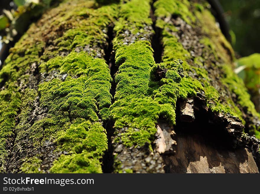 Green fern on the rotten bark