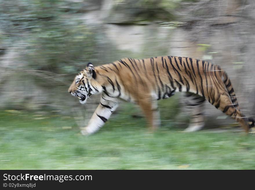 Tiger In Movement