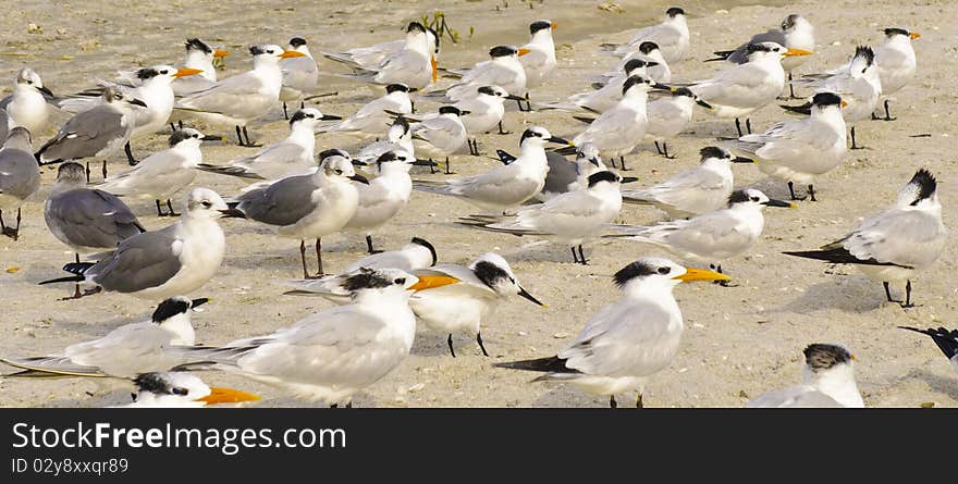 A group of pigeons on the beach. A group of pigeons on the beach