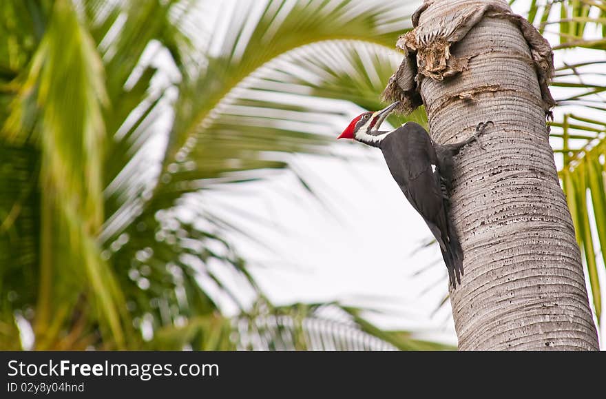 A woodpecker doing its thing on tropical trees. A woodpecker doing its thing on tropical trees