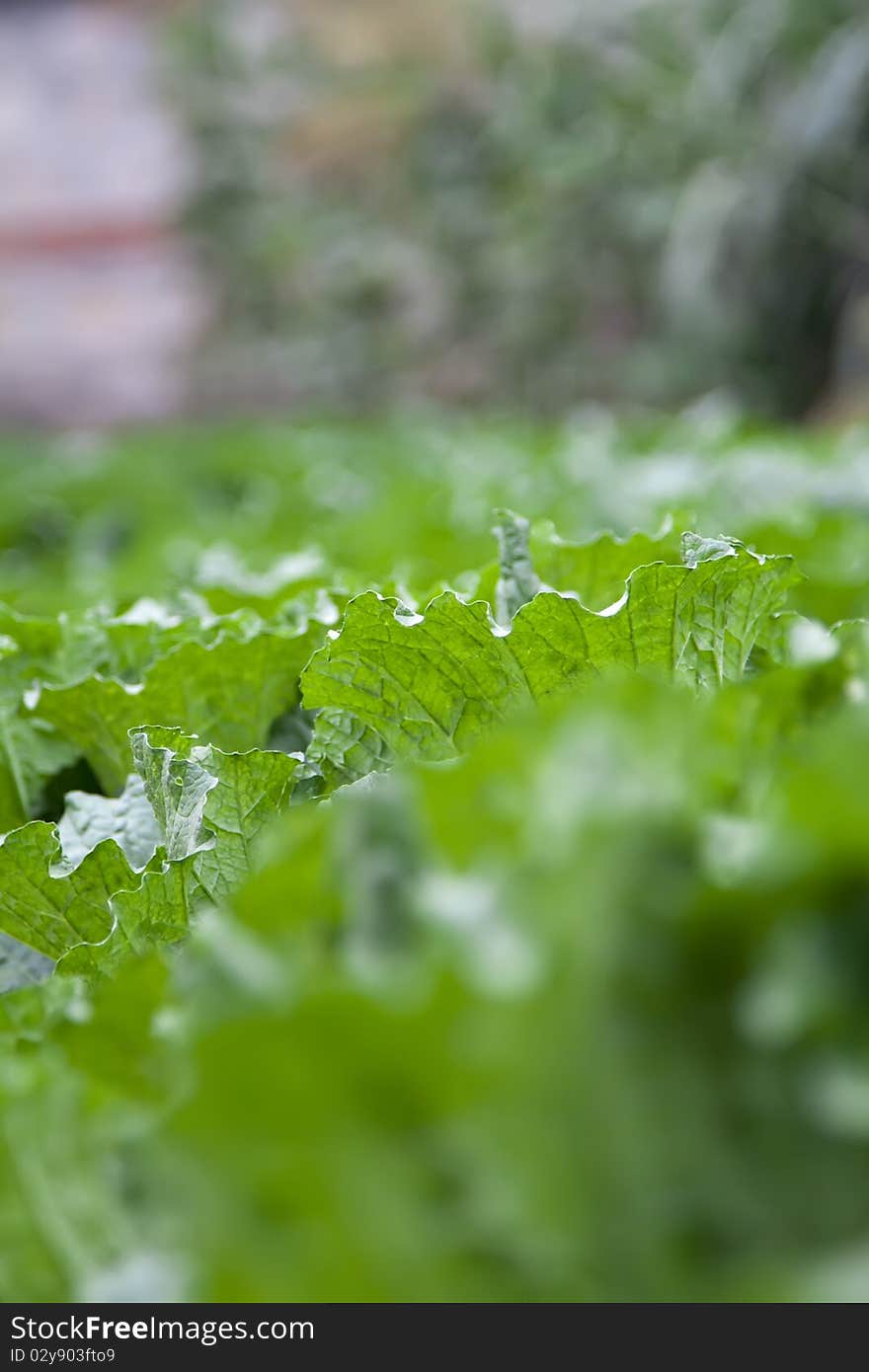 Chinese cabbage