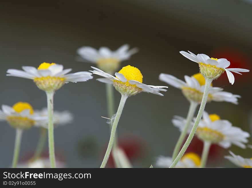 Close-up of white garden chamomiles