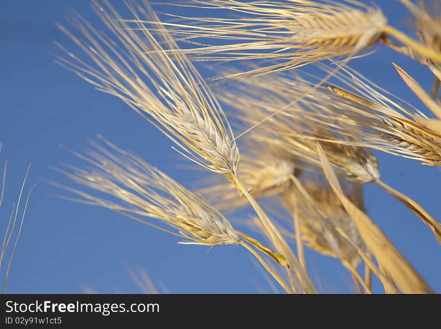 Golden ears in the field lit by the rising sun against blue sky