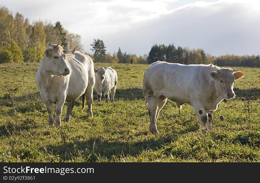 Wild cows in field. Outdoor shot.