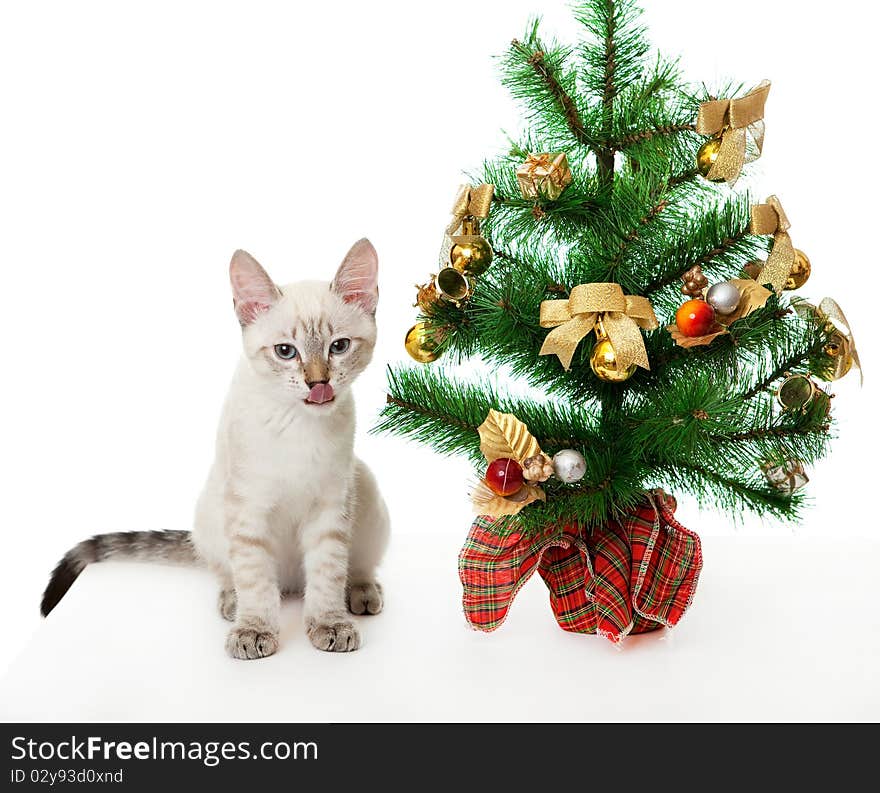 Kitten and artificial Christmas tree.