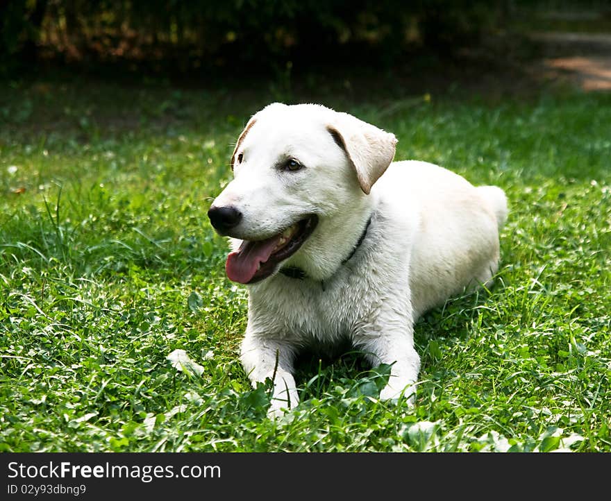 Dog on green grass