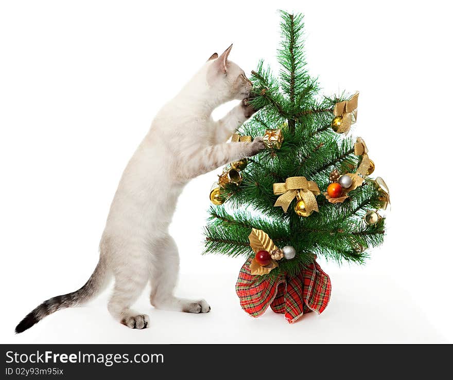 Kitten and artificial Christmas tree.