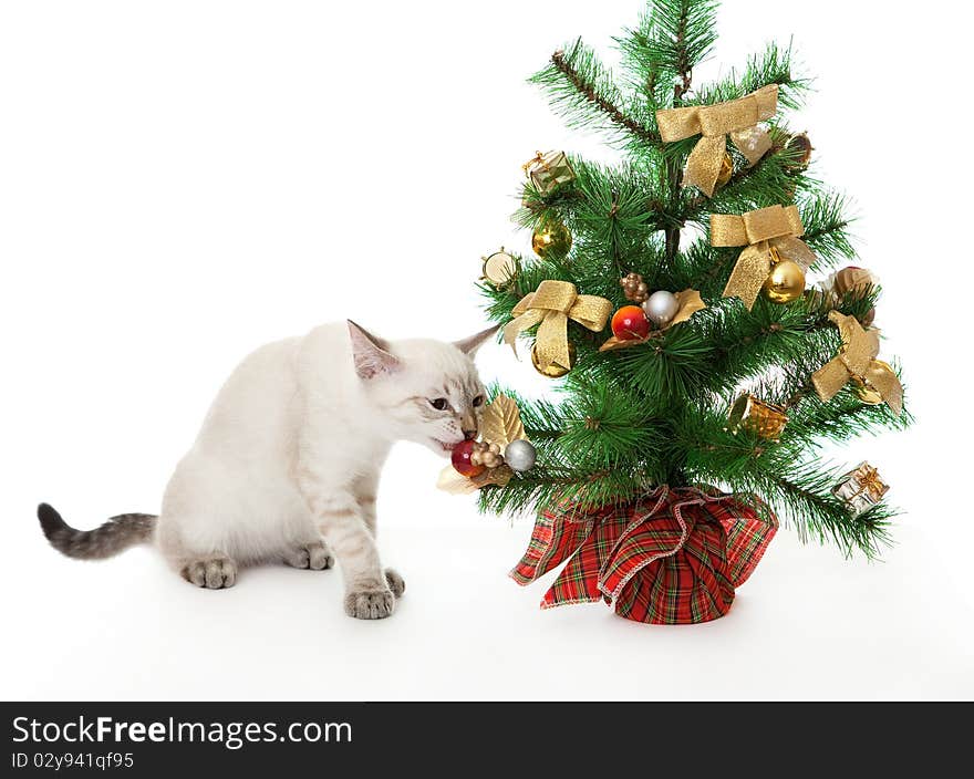 Kitten and artificial Christmas tree. On the eastern calendar 2011 - the year the cat.