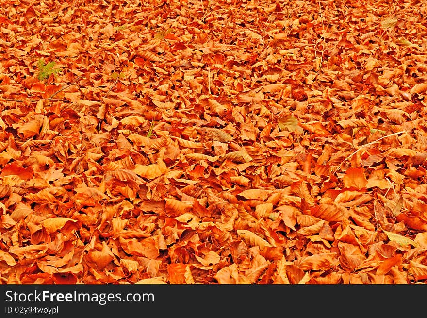 Fallen beach leaves autumn background