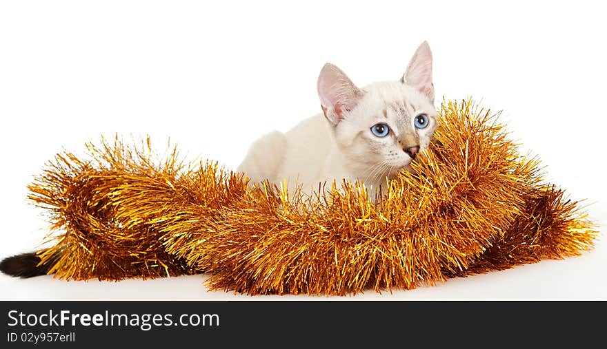 Thai kitten in Christmas tinsel. On the eastern calendar 2011 - the year the cat.