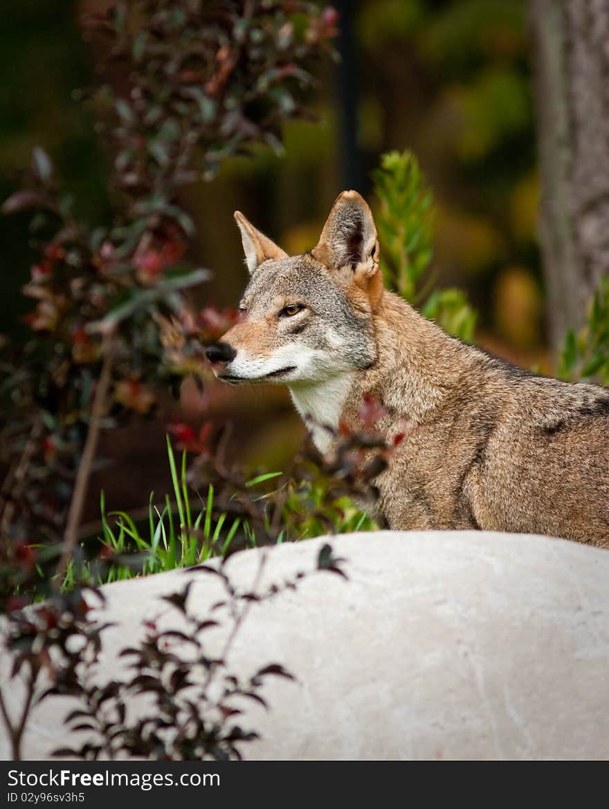 Red Wolf during the fall season