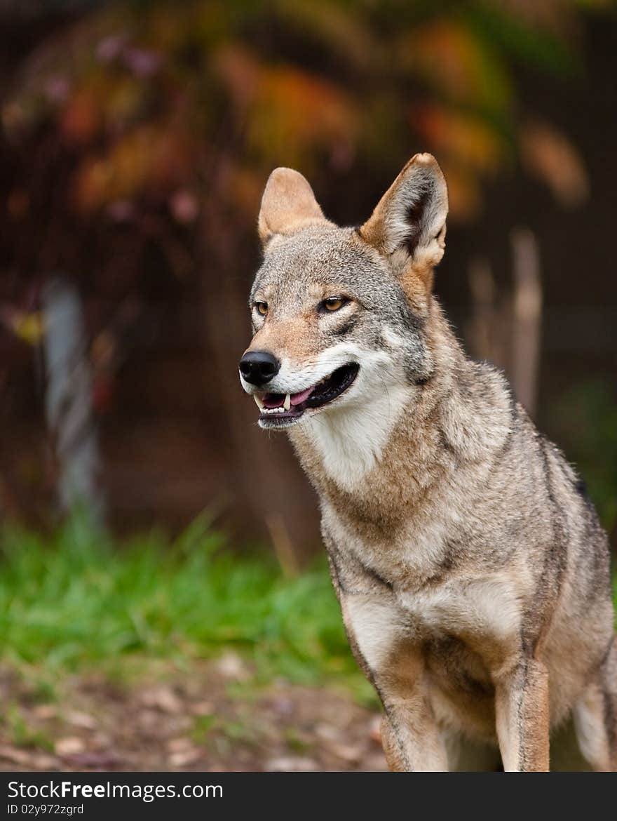 Red Wolf during the fall season