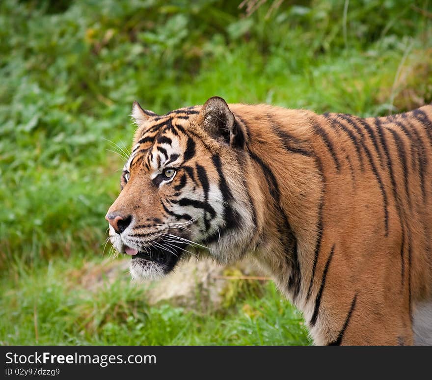 Sumatran Tiger