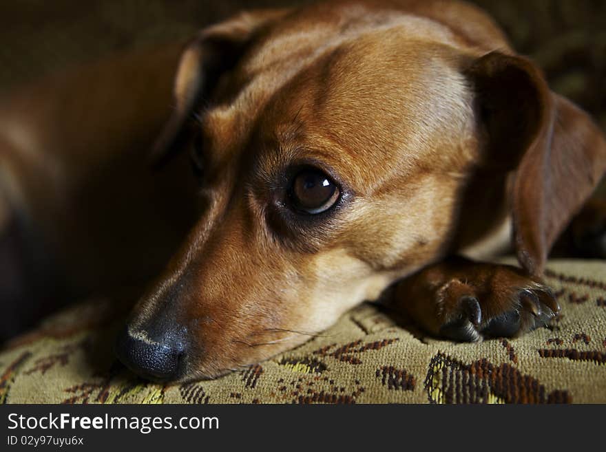 Mixed breed dog by dachshud and pinscher lying on sofa. Mixed breed dog by dachshud and pinscher lying on sofa.