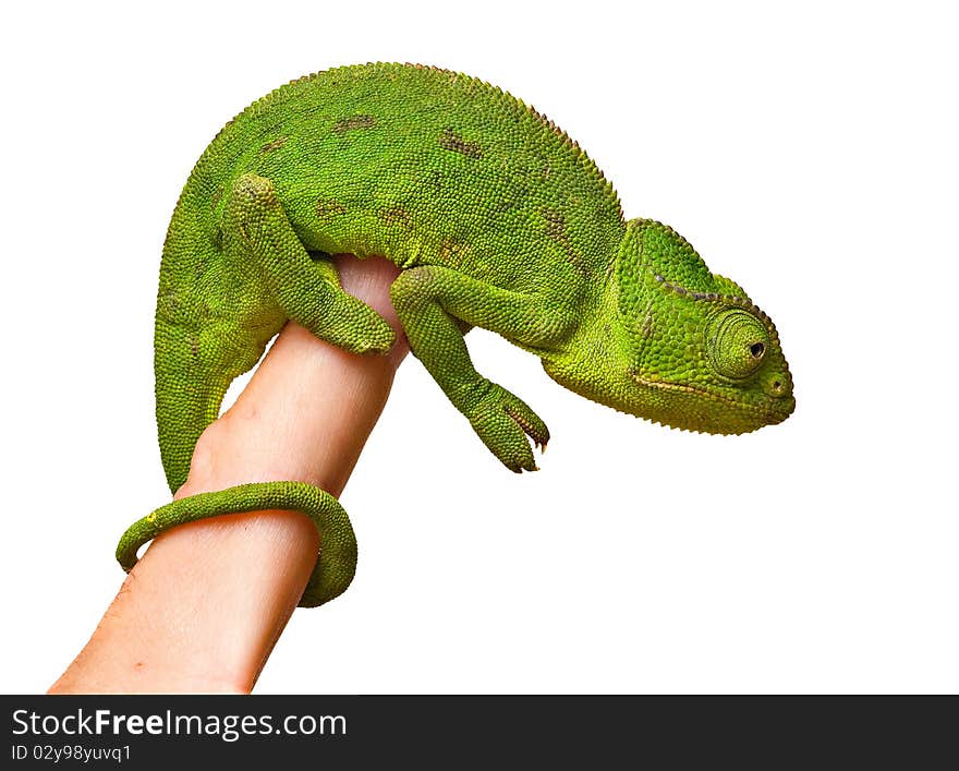 Close up of chameleon sitting on fingers