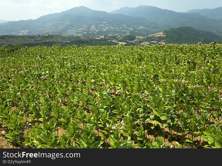 Cultivated Tobacco