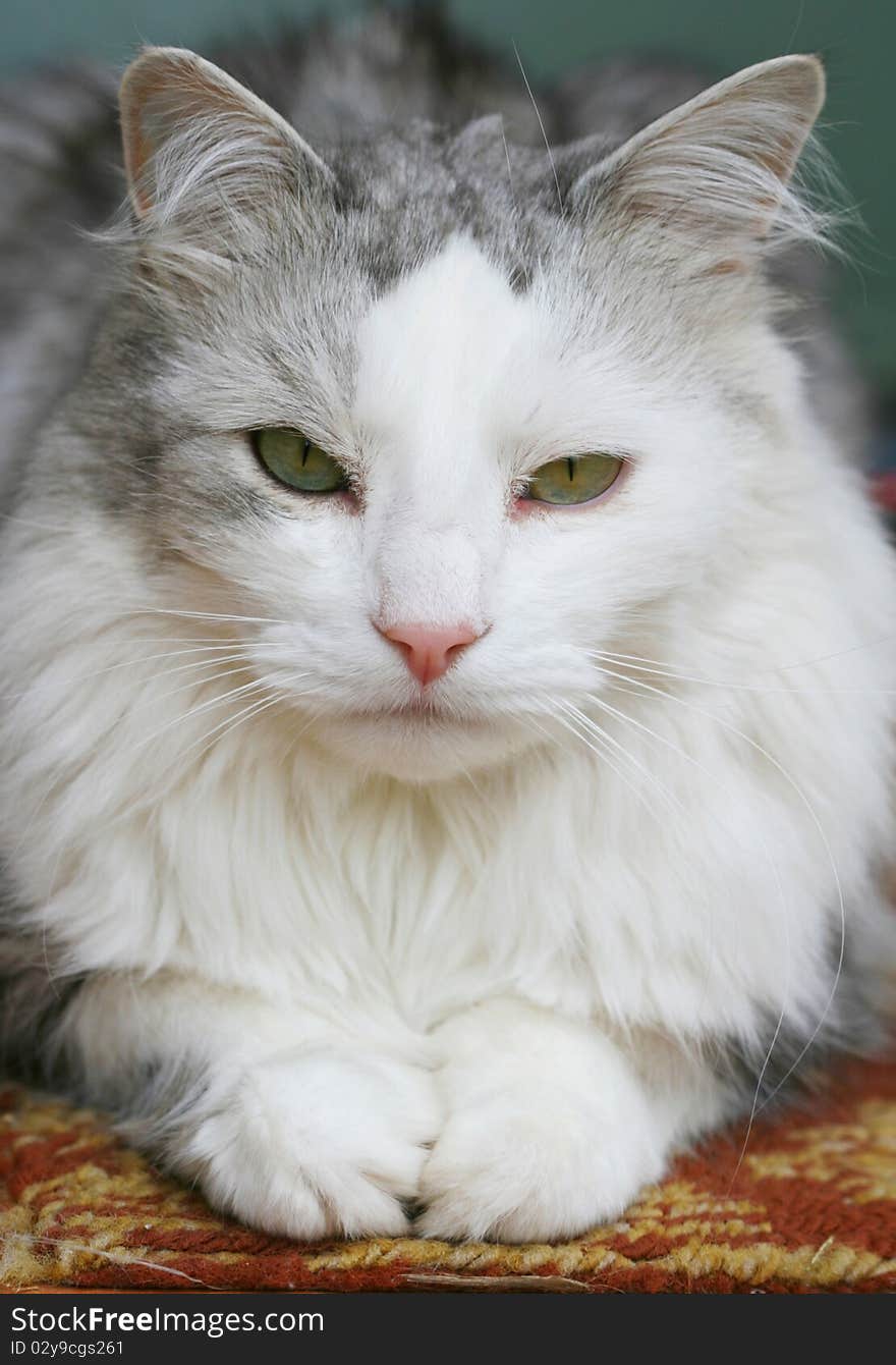 Laying grey cat on the carpet