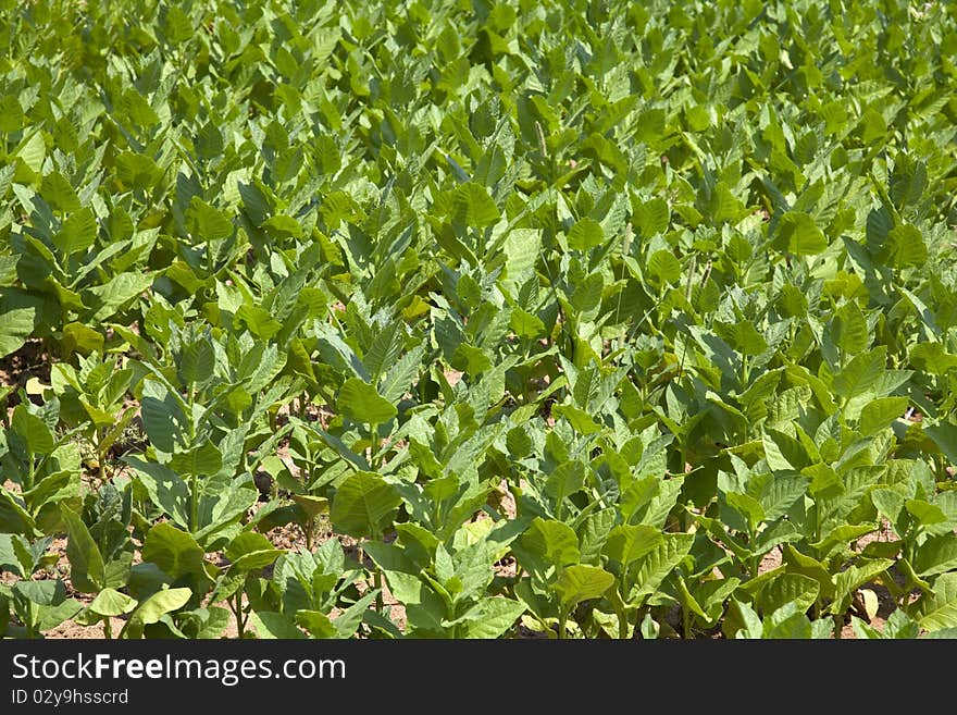 Cultivated Tobacco