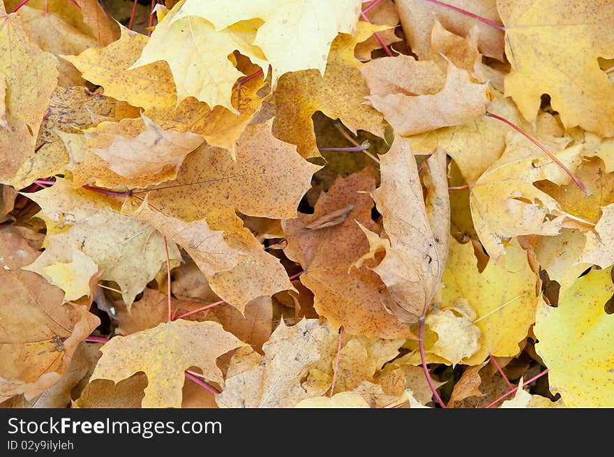 Close-up of colourful autumn leaves background