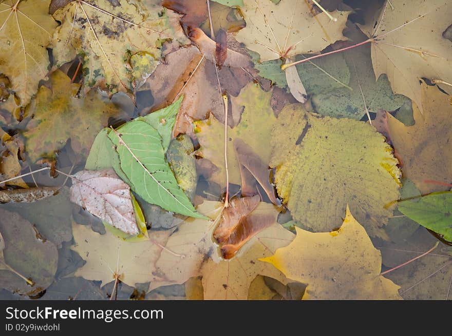 Wet autumn leaves close-up background. Wet autumn leaves close-up background