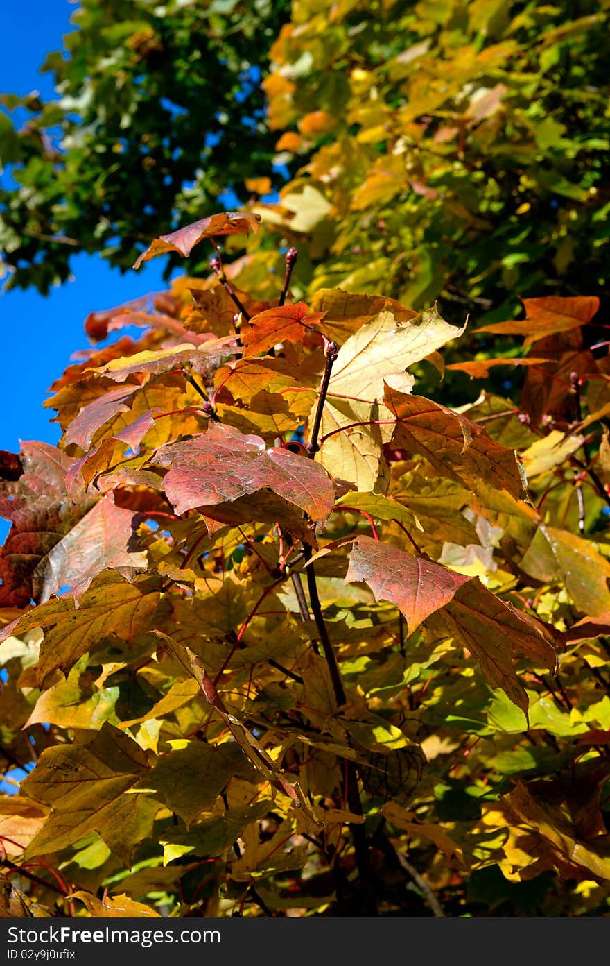 Colorful autumn leafs on tree, background