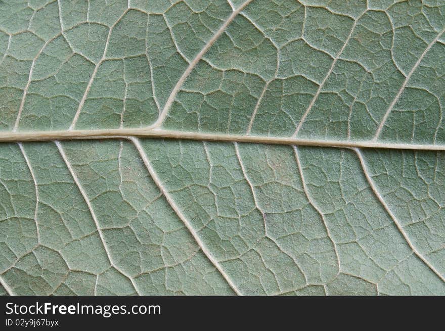 Leaf surface background, close-up