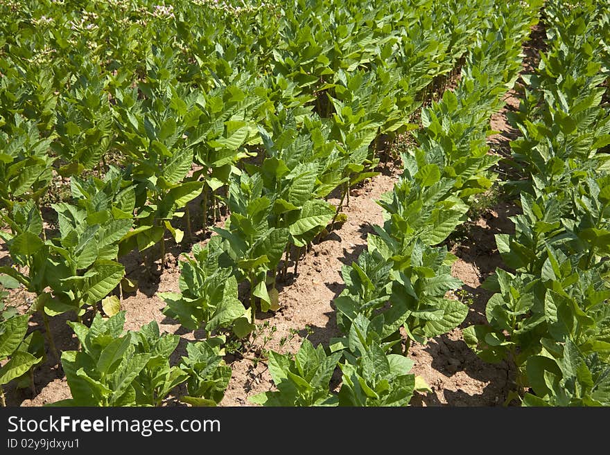 Cultivated Tobacco field