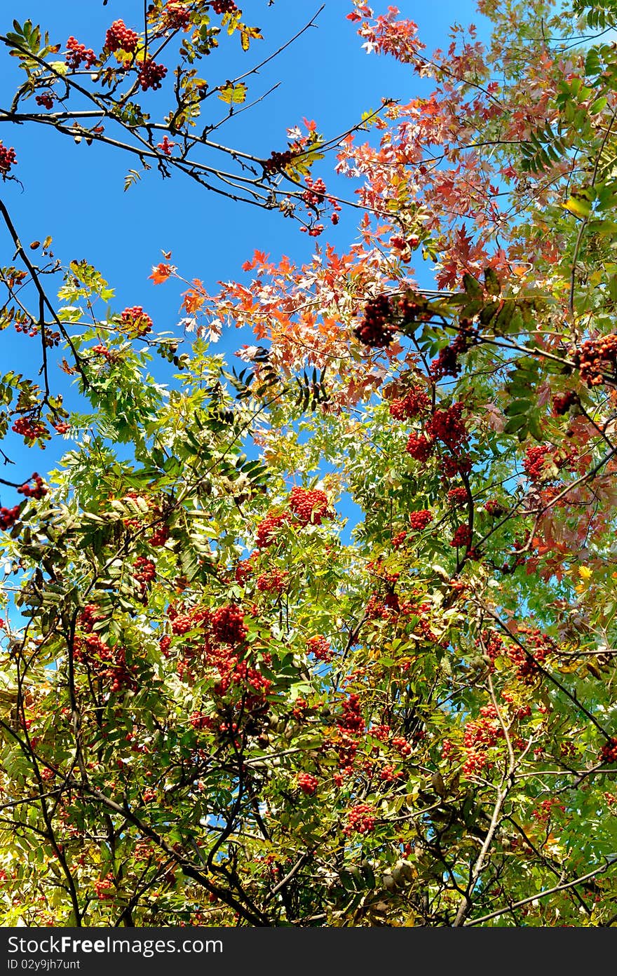 Colorful autumn rowan tree in the park. Colorful autumn rowan tree in the park