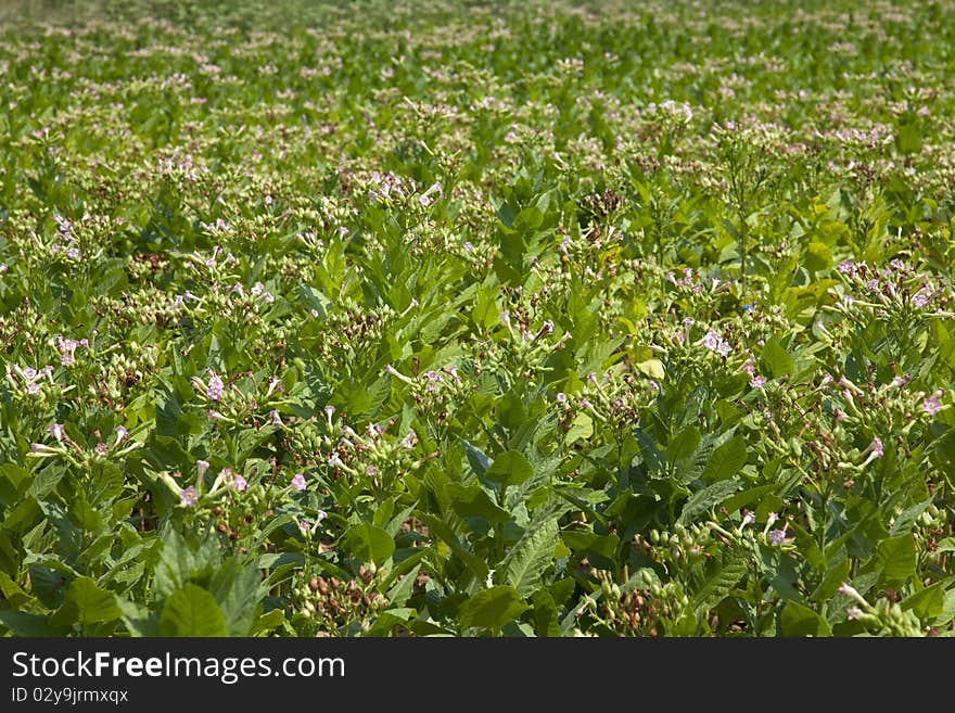 Cultivated Tobacco Field