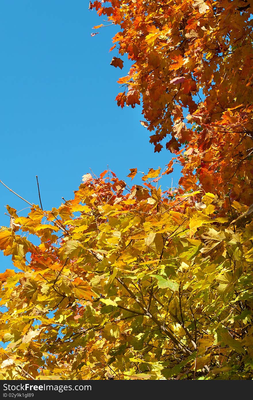 Colors of autumn, colorfull tree in the park