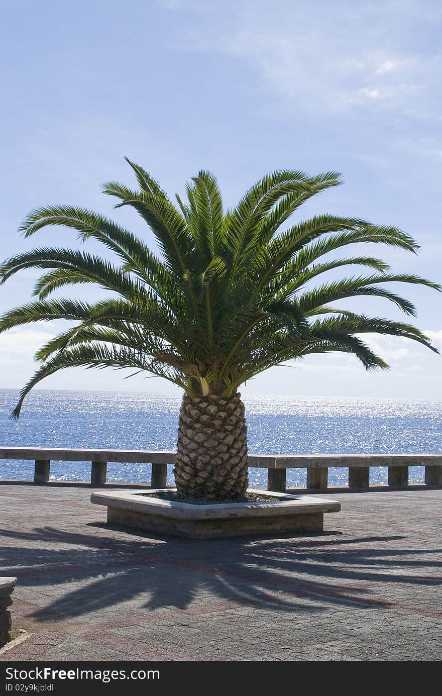 Palms on promenade