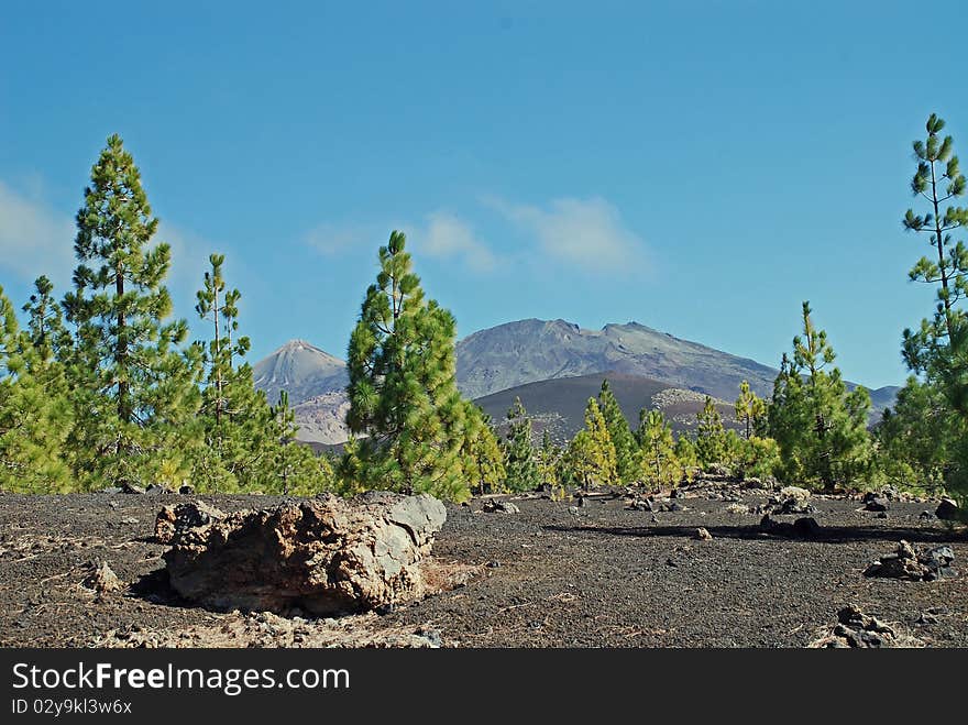 The famous national park of tenerife