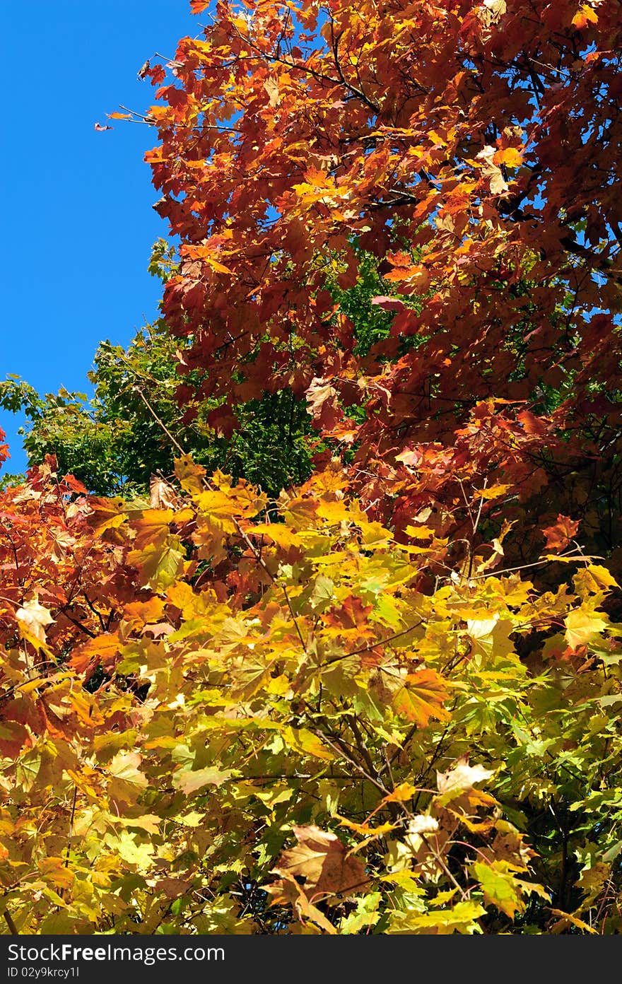 Colorful autumn trees in park. Colorful autumn trees in park