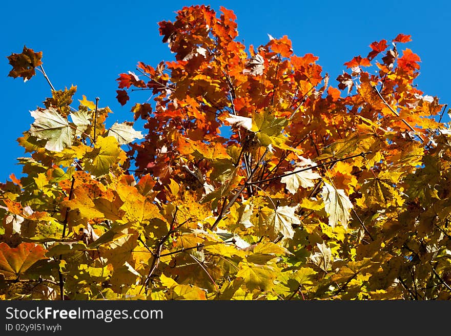 Colorful autumn trees in the park