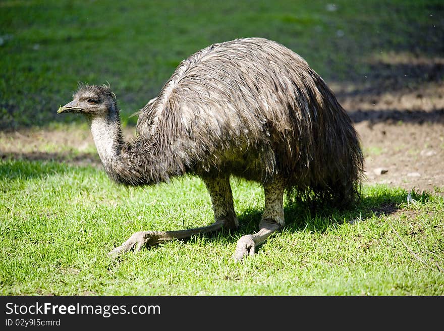 Portrait of a adult Emu