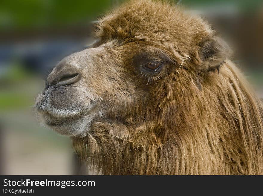 Camel portrait on the wildlife