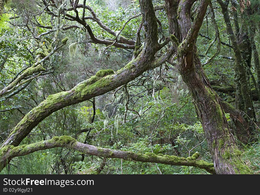 Madeira