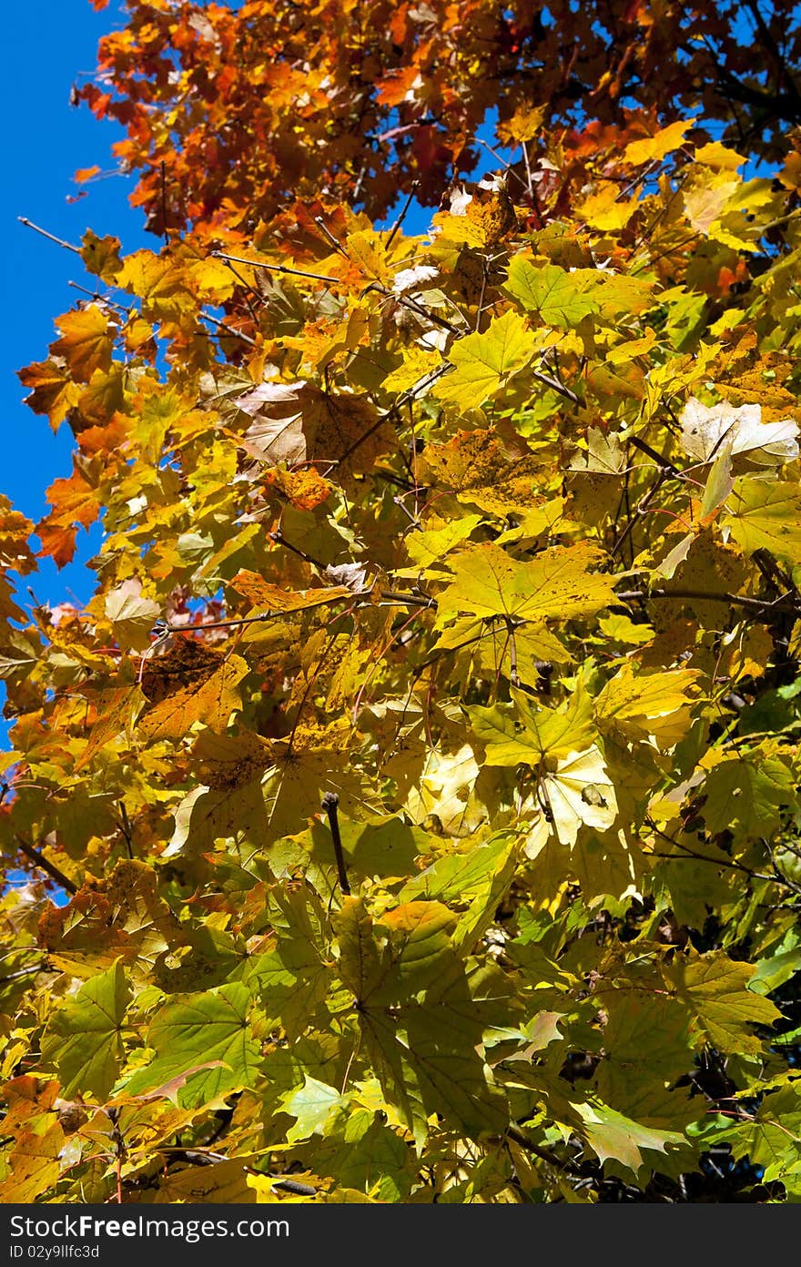 Colorful maple autumn leafs in park. Colorful maple autumn leafs in park