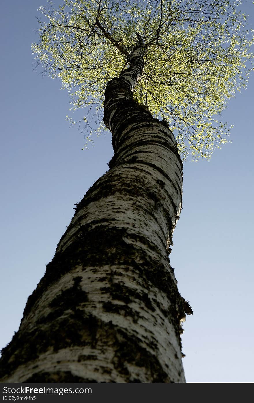 Birch tree from below against the blue sky.