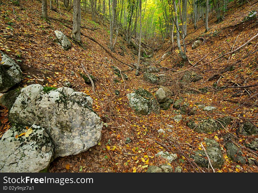 Autumn forest. Composition of nature.