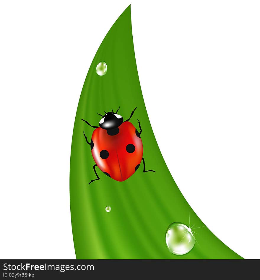 Ladybird On Grass. Vector